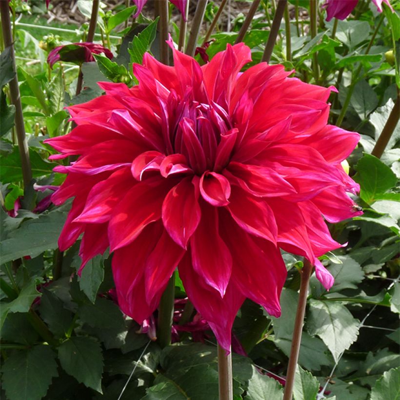 Dahlia Babyloon Pourpre - decoratieve dahlia (Bloei)