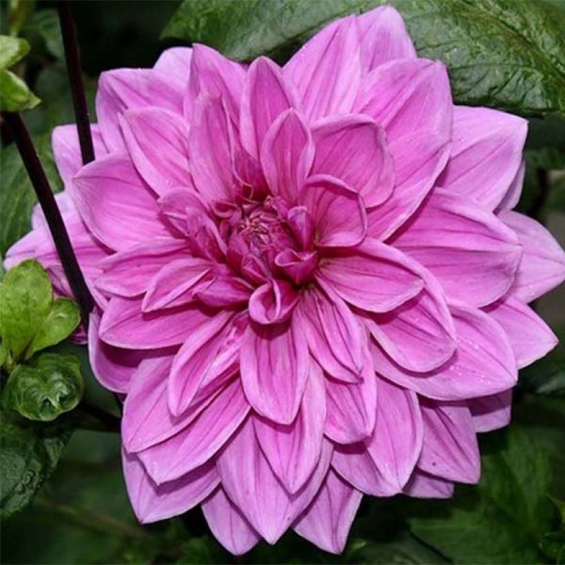 Dahlia Babylon Rose - decoratieve dahlia (Bloei)