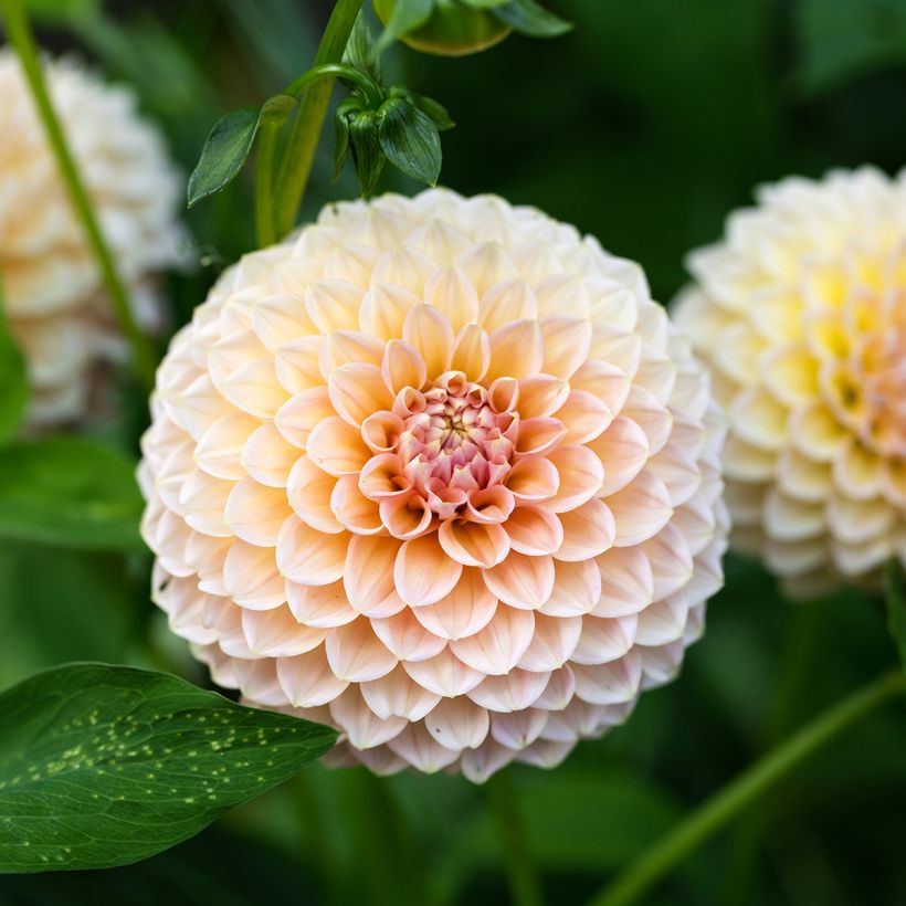 Dahlia balle Linda's Baby (Bloei)