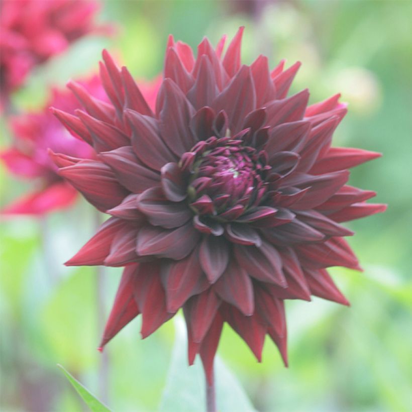 Dahlia Black Wizzard - semi-cactusdahlia (Bloei)