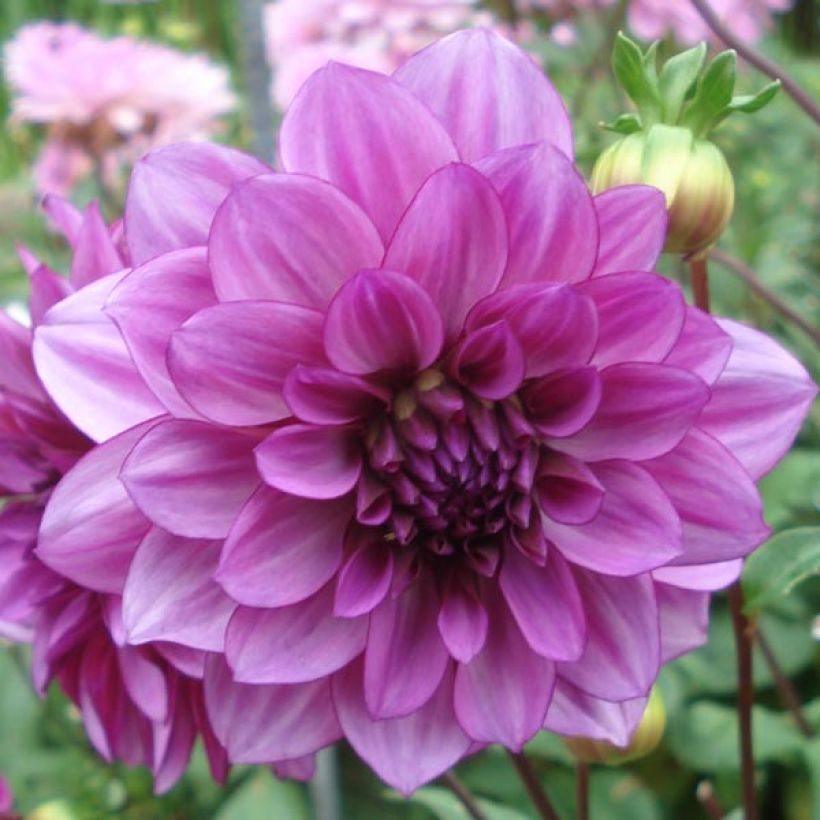 Dahlia Blue Bell - decoratieve dahlia (Bloei)