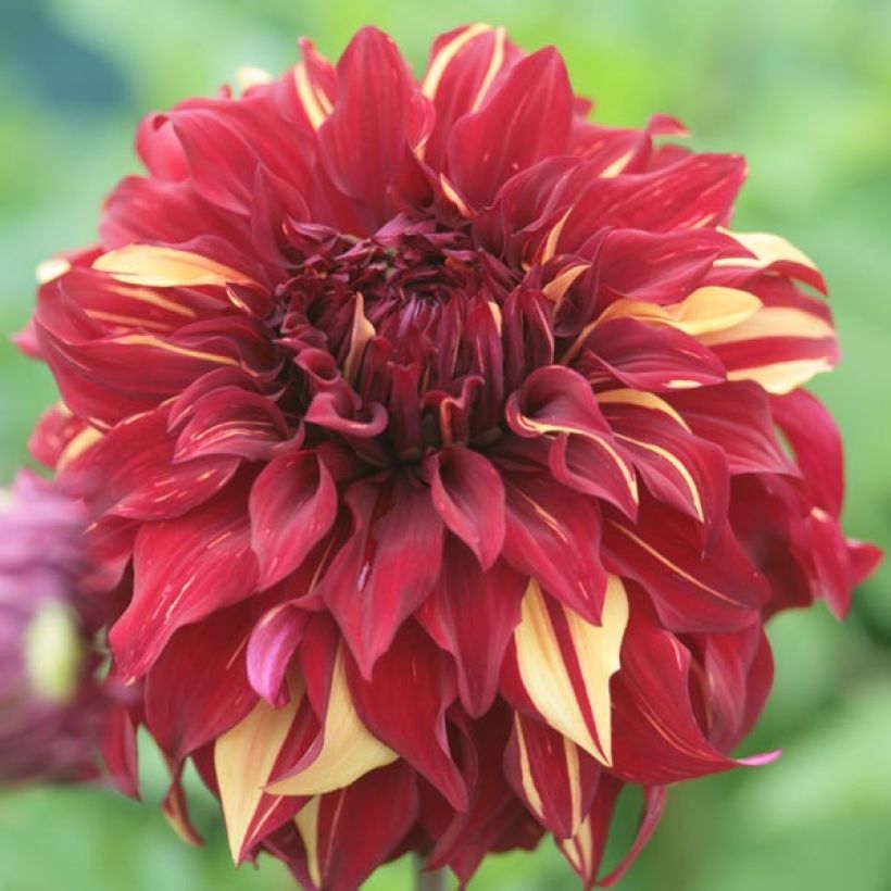 Dahlia Bohemian Spartacus - grootbloemige dahlia (Bloei)
