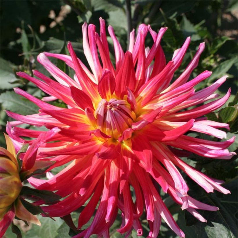 Dahlia Bora Bora - cactusdahlia (Bloei)