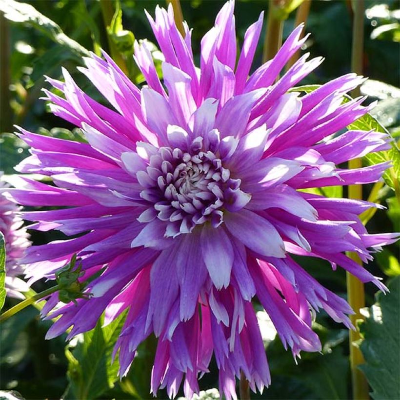 Dahlia Table Dancer - cactusdahlia (Bloei)