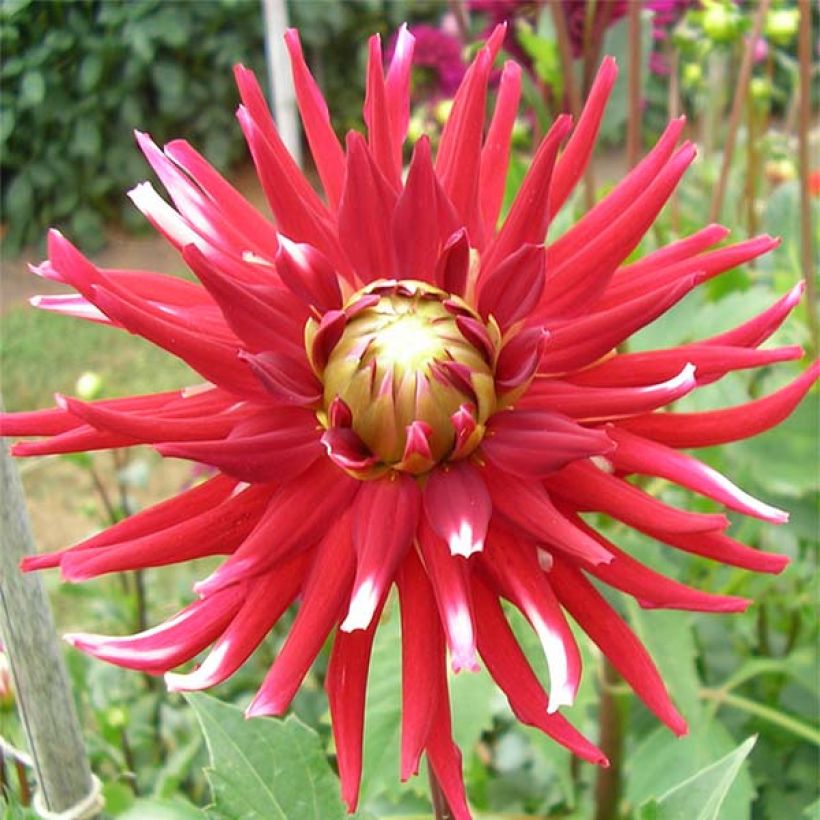 Dahlia Friquolet - cactusdahlia (Bloei)