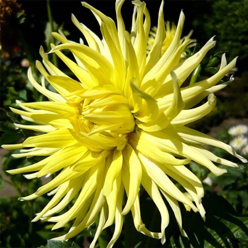 Dahlia Kennemerland - cactusdahlia (Bloei)