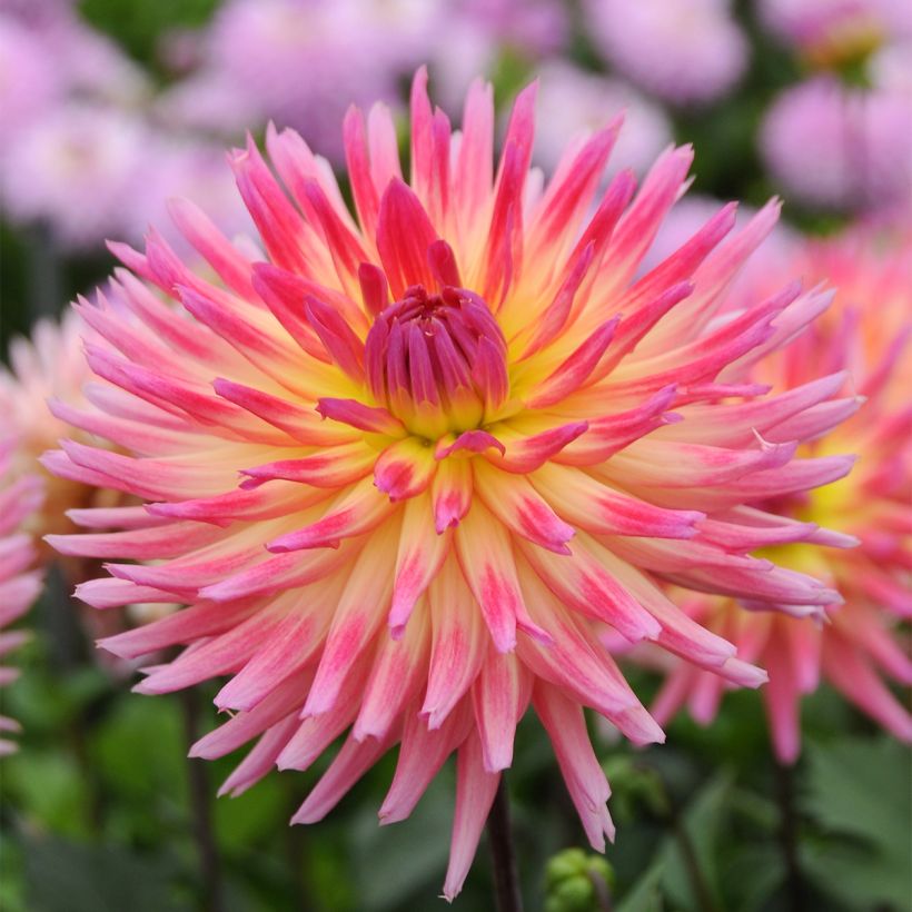 Dahlia Karma Sangria - cactusdahlia (Bloei)