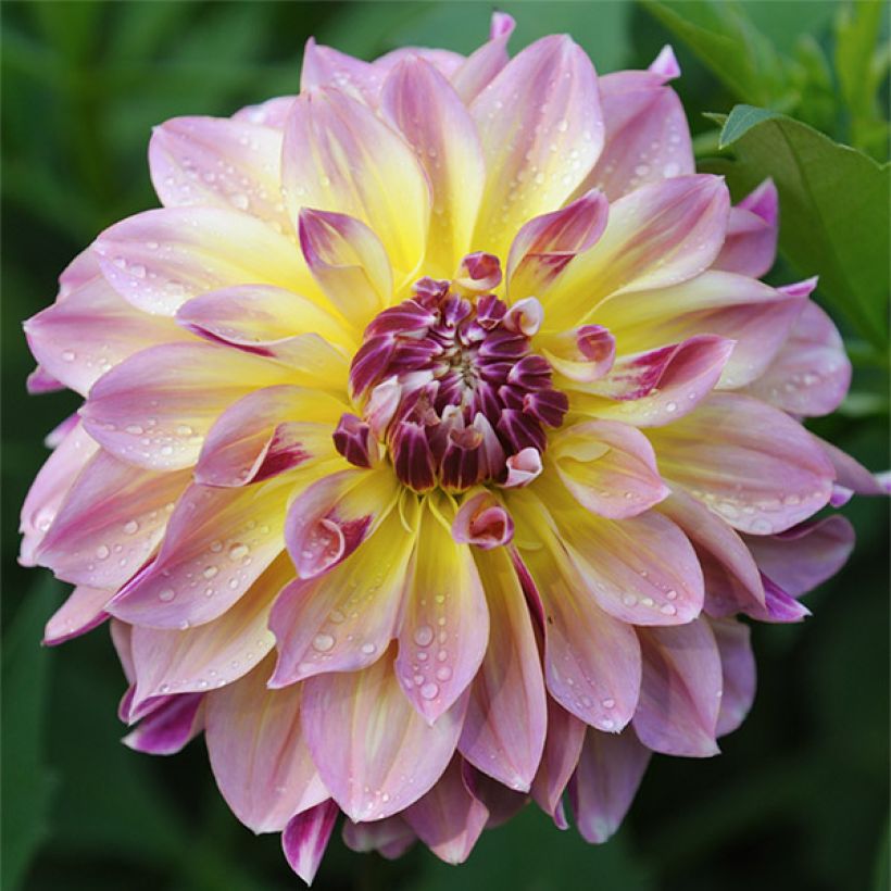 Dahlia Caribbean Fantasy - decoratieve dahlia (Bloei)