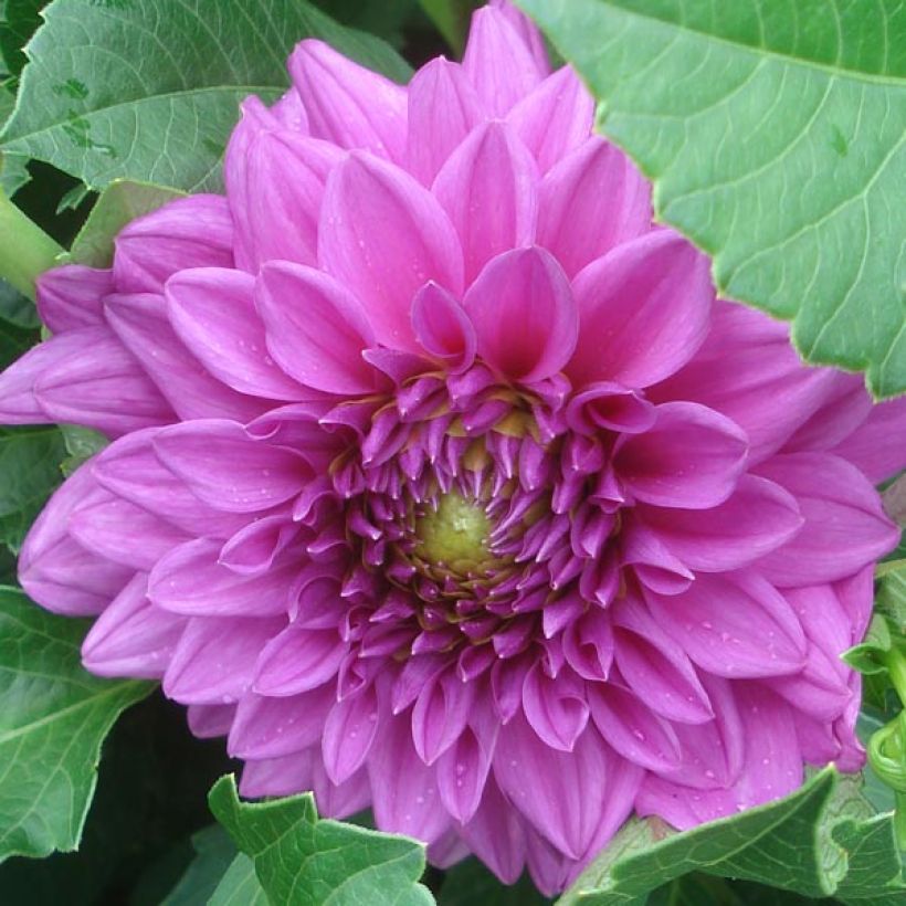 Dahlia Claudette - dwergdahlia (Bloei)