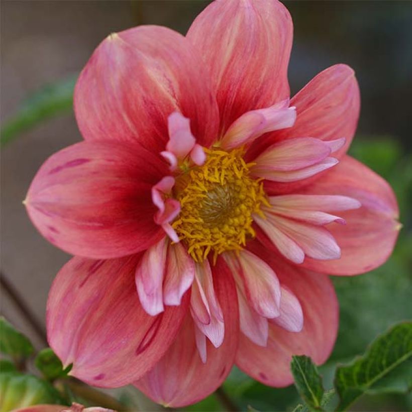 Dahlia Giggles collerette (Bloei)