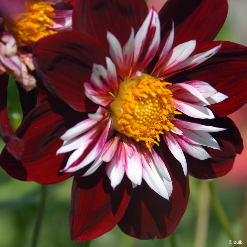 Dahlia collerette Night Butterfly (Bloei)