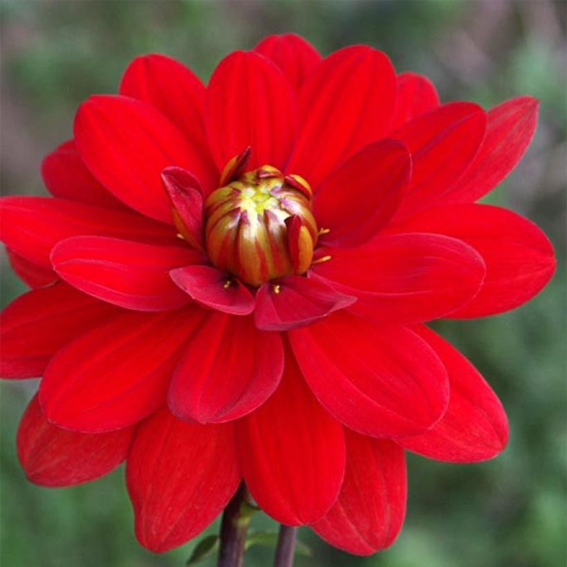 Dahlia Contessa - waterleliedahlia (Bloei)