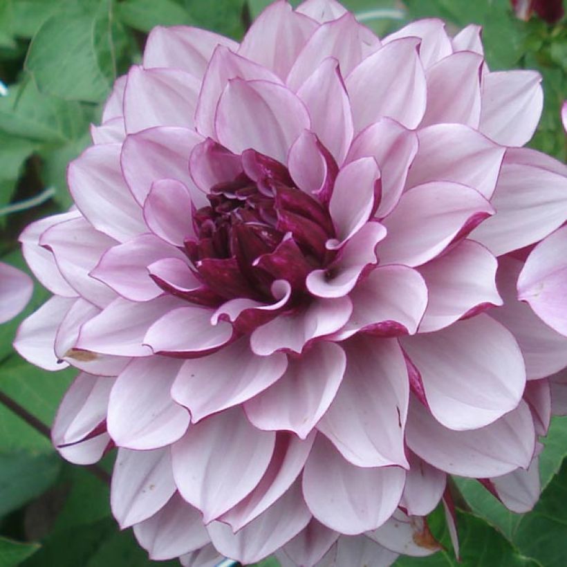 Dahlia Creme de Cassis - decoratieve dahlia (Bloei)