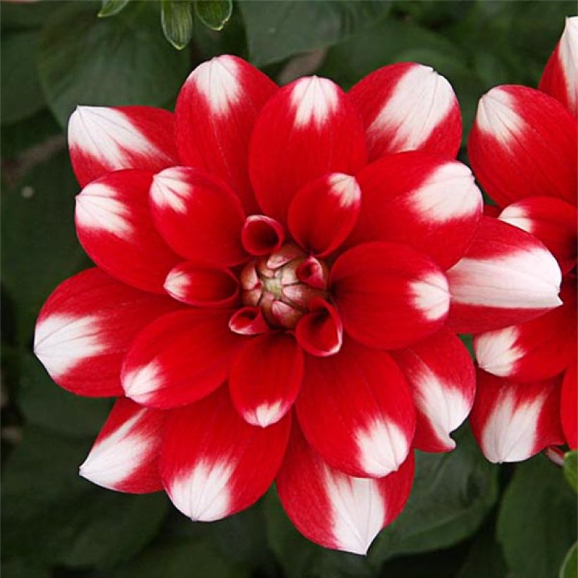 Dahlia Nagano - decoratieve dahlia (Bloei)