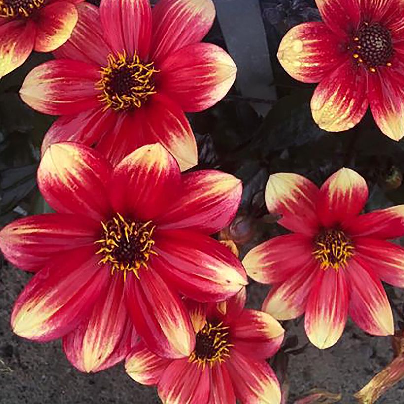 Dahlia Dahlegria Bicolore - dwergdahlia (Bloei)