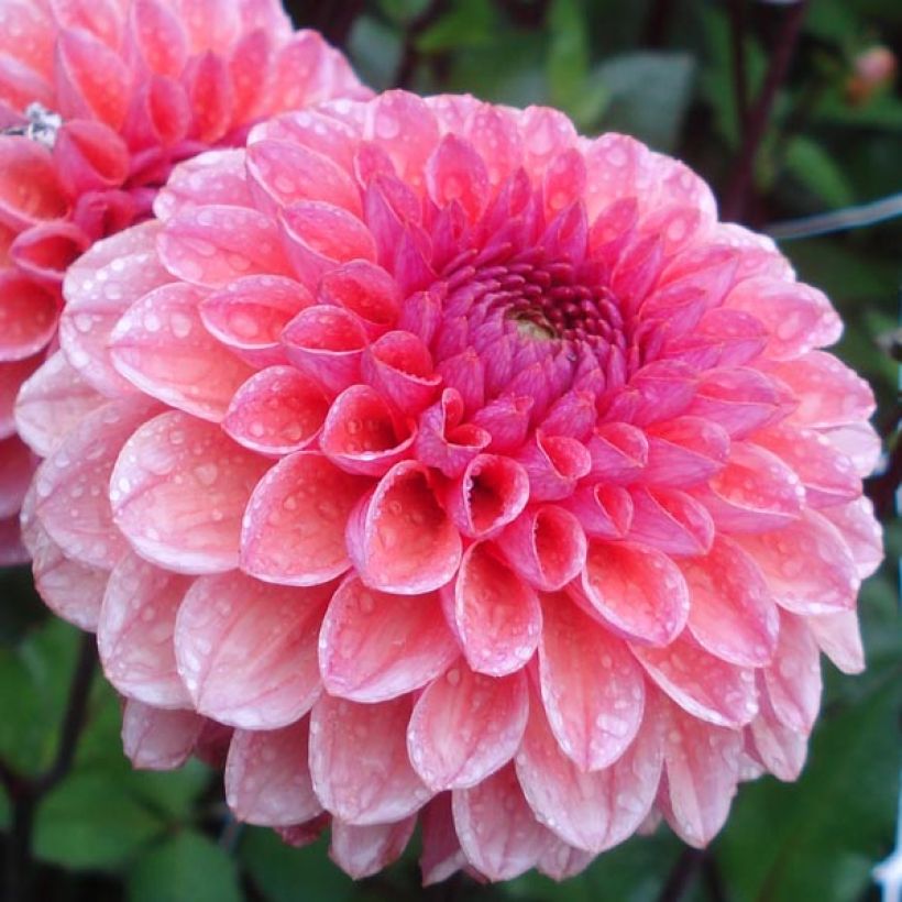 Dahlia Daisy Duke - decoratieve dahlia (Bloei)