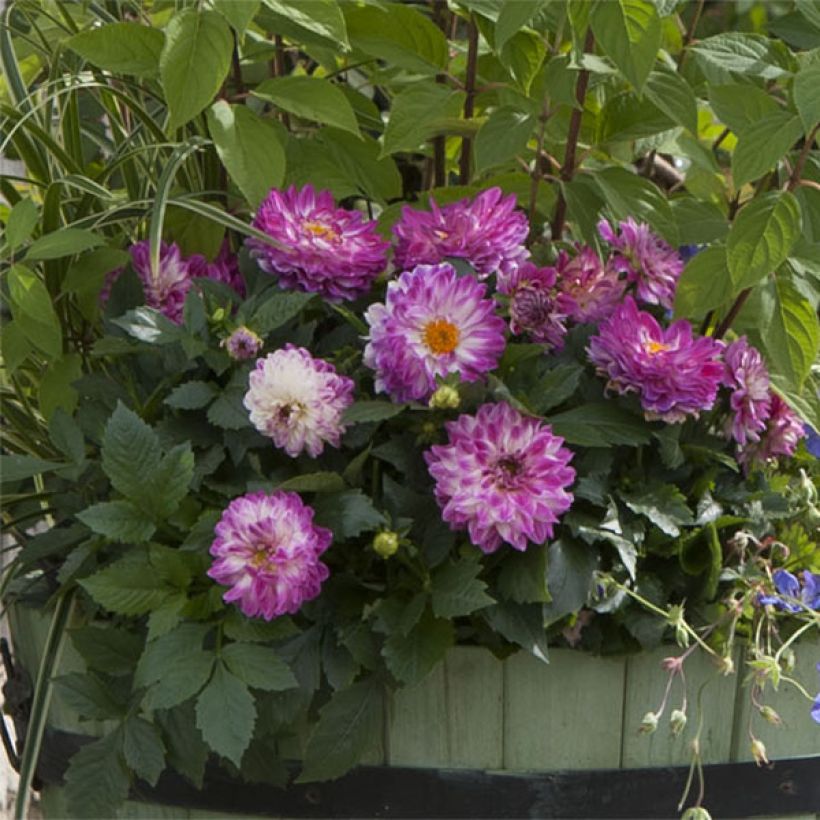 Dahlia Dalina Maxi Bonita - Dwergdahlia (Groeiplaats)