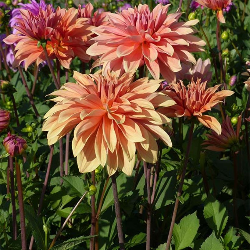 Dahlia Babylon Bronze - decoratieve dahlia (Groeiplaats)