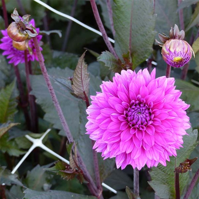 Dahlia Evening Breeze - decoratieve dahlia (Bloei)