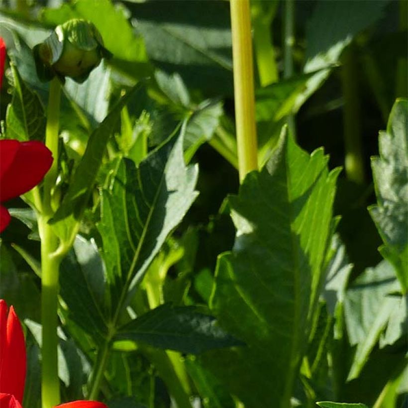 Dahlia Karma Irene - decoratieve dahlia (Blad)