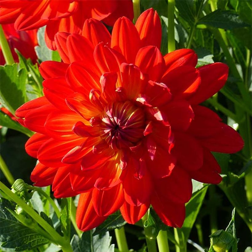 Dahlia Karma Irene - decoratieve dahlia (Bloei)