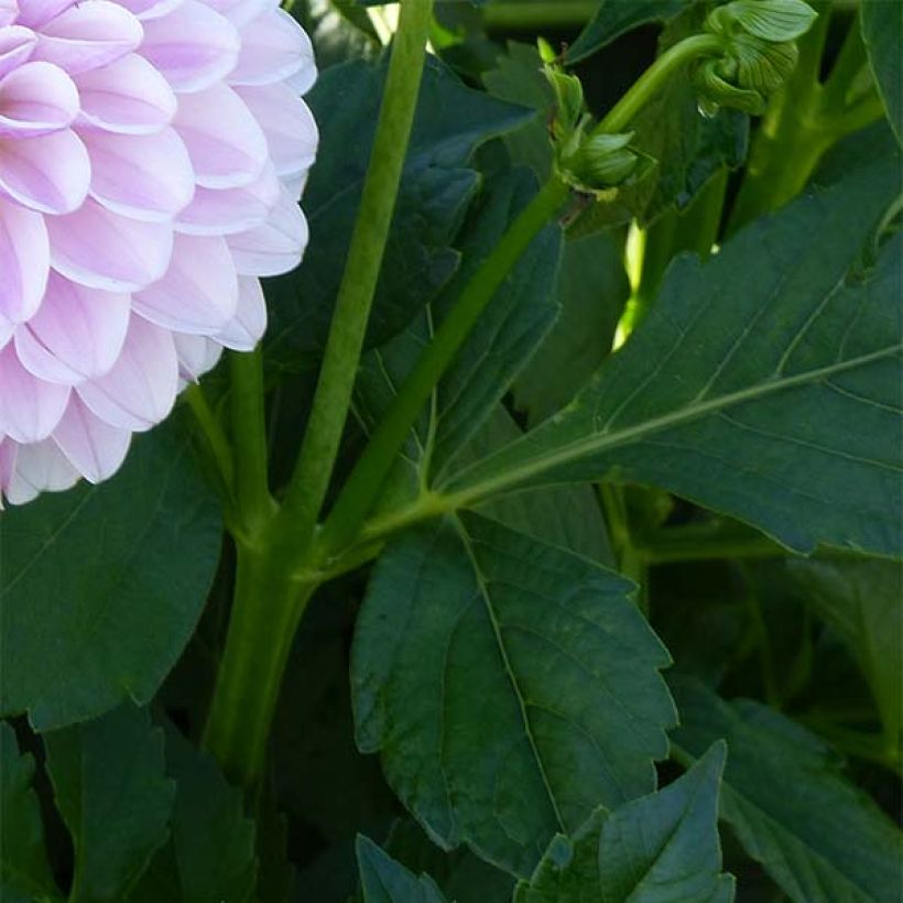 Dahlia Pink Silk - decoratieve dahlia (Blad)
