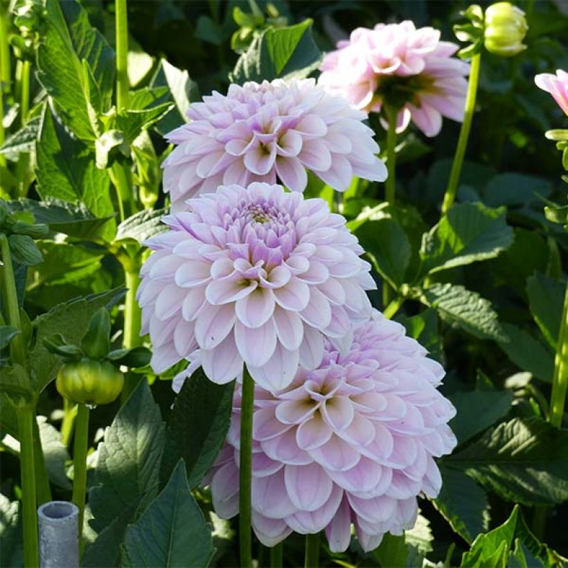 Dahlia Pink Silk - decoratieve dahlia (Bloei)