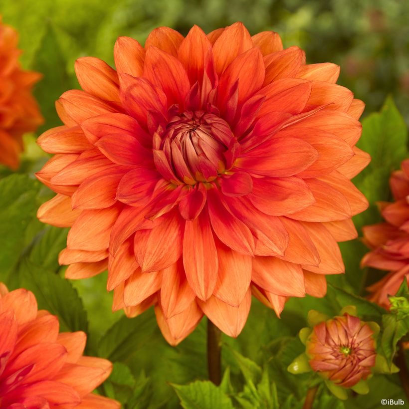 Dahlia décoratif Mrs Eileen (Bloei)