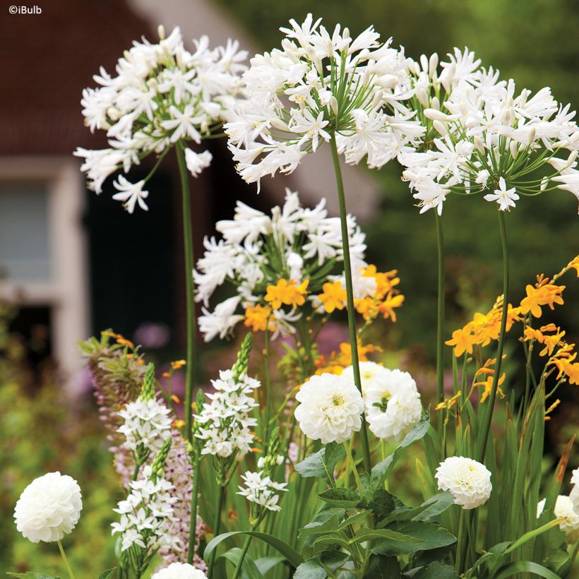 Dahlia décoratif Karma Serena (Groeiplaats)