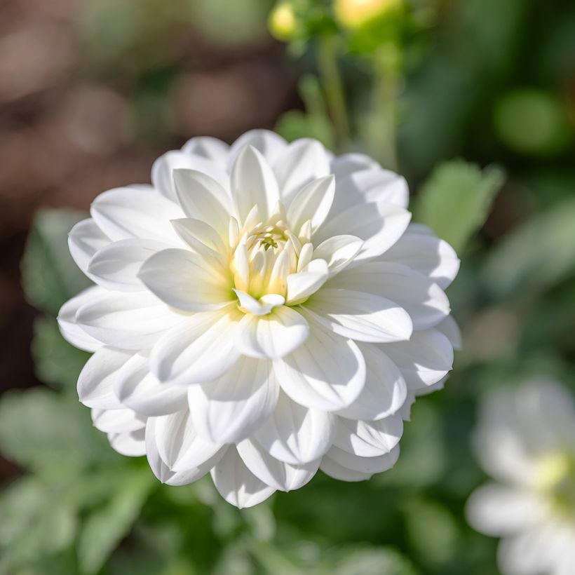 Dahlia camélia White Onesta (Bloei)
