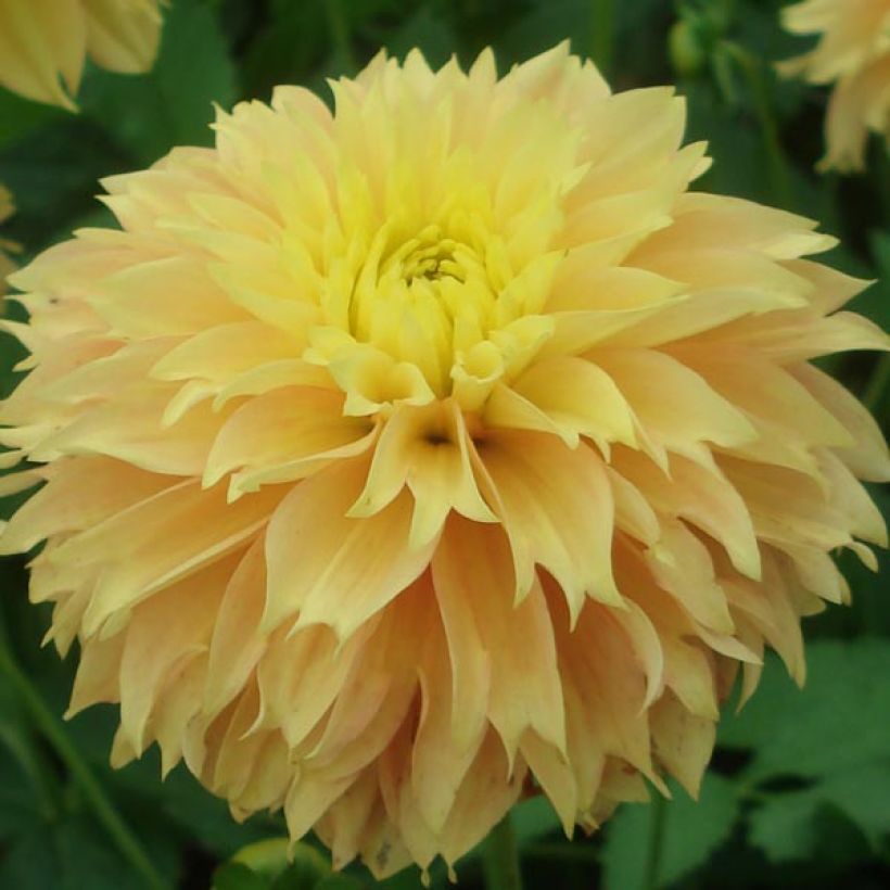 Dahlia Deep Impact - Fimbriata-dahlia (Bloei)