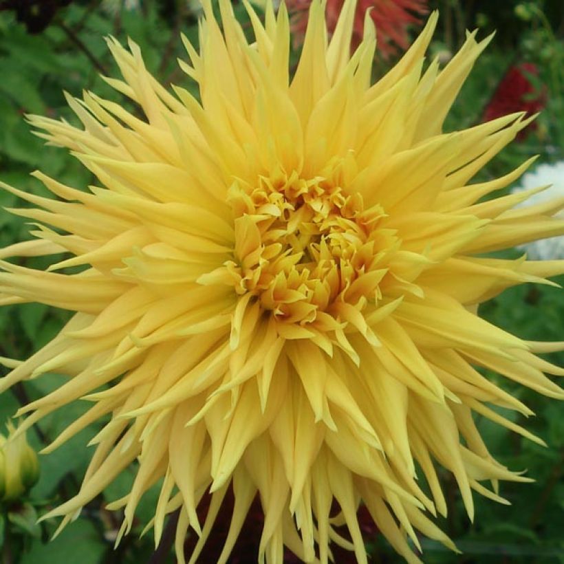 Dahlia Encore - Fimbriata-dahlia (Bloei)
