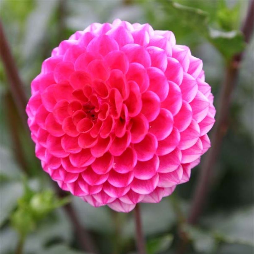 Dahlia Fatima - pompon dahlia (Bloei)