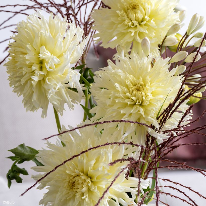 Dahlia fimbriata Promise (Bloei)