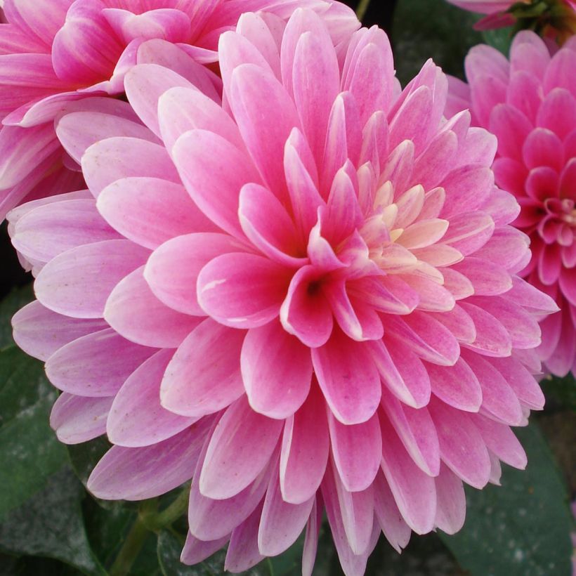 Dahlia Gallery Rambrandt - dwergdahlia (Bloei)