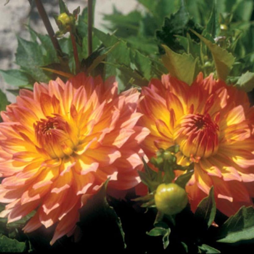 Dwergdahlia Gallery Pablo - perkdahlia (Bloei)