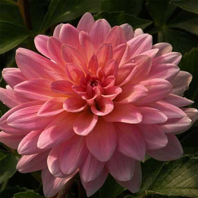 Dahlia Gerrie Hoek - Waterleliedahlia (Bloei)