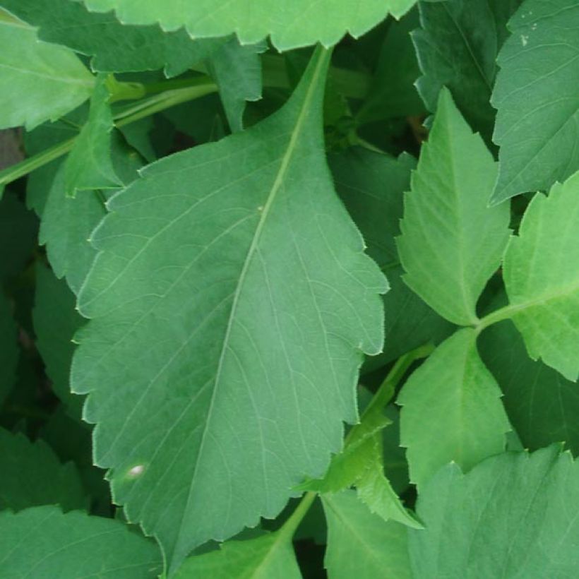 Dahlia Glory of Heemstede - Waterleliedahlia (Blad)