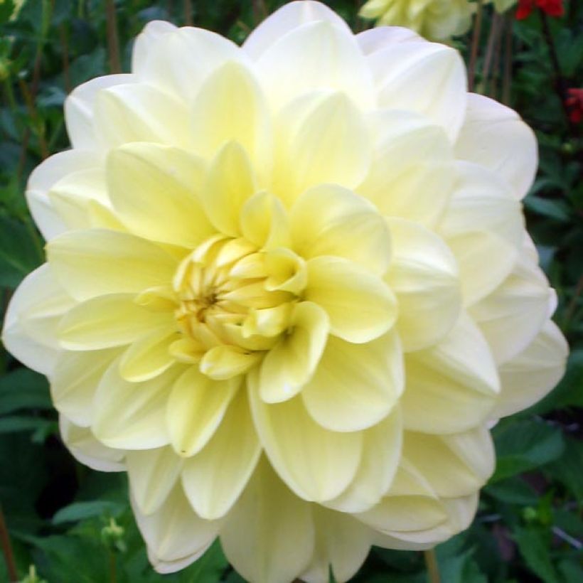 Dahlia Glory of Heemstede - Waterleliedahlia (Bloei)