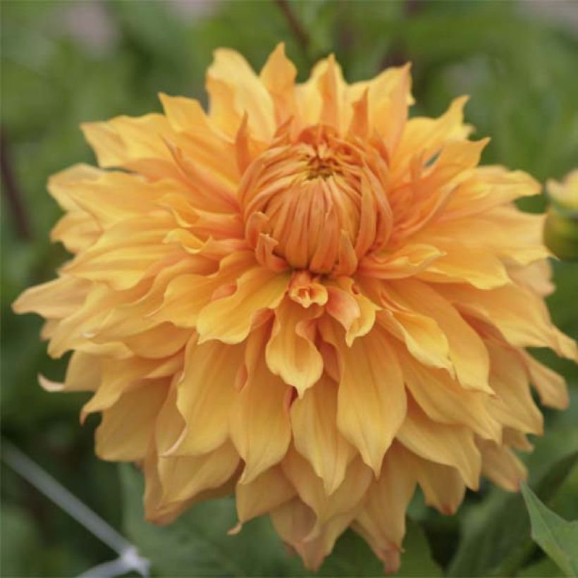 Dahlia Hamari Gold - grootbloemige dahlia (Bloei)