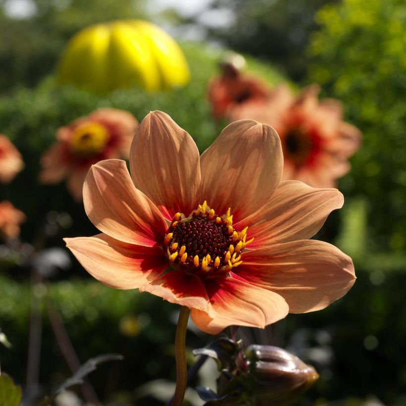 Dahlia Happy Single Date - donkerbladige dahlia (Bloei)