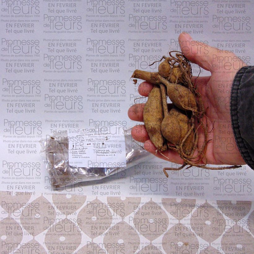 Voorbeeld van een exemplaar van Dahlia Happy Single Flame - donkerbladige dahlia Bol kaliber I zoals geleverd