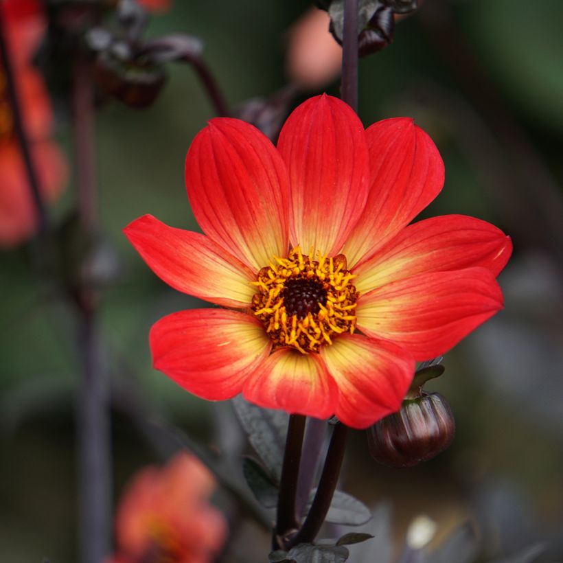 Dahlia Happy Single Flame - donkerbladige dahlia (Bloei)