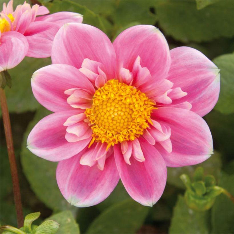 Dahlia Hartenaas - Halskraagdahlia (Bloei)