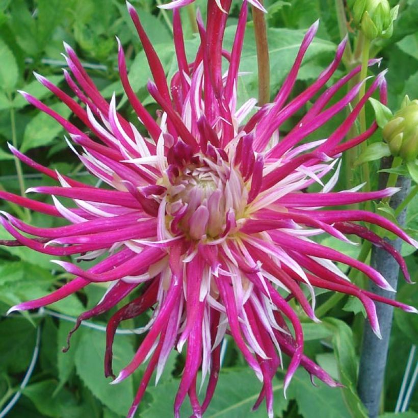 Dahlia Hollyhill Spider Woman (Bloei)