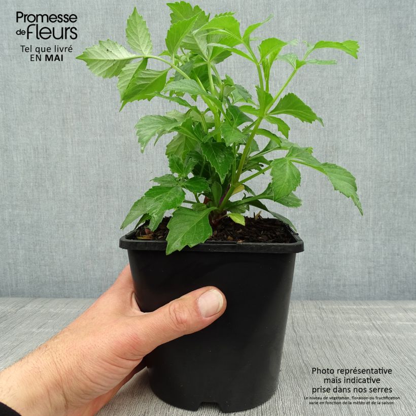 Exemplaar van Dahlia Izarra Honka - orchideebloemige dahlia Pot van 2 l/3 l zoals geleverd in de lente