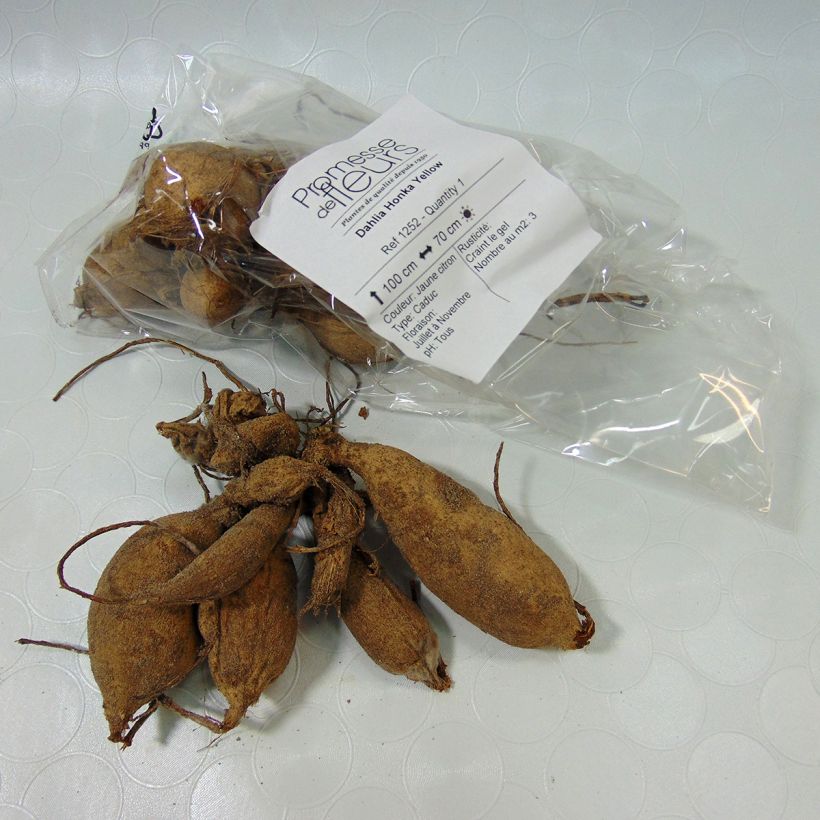 Voorbeeld van een exemplaar van Dahlia Honka Yellow - orchideebloemige dahlia Bol kaliber I zoals geleverd