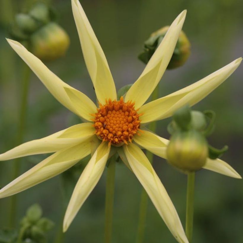 Dahlia Honka Yellow - orchideebloemige dahlia (Bloei)