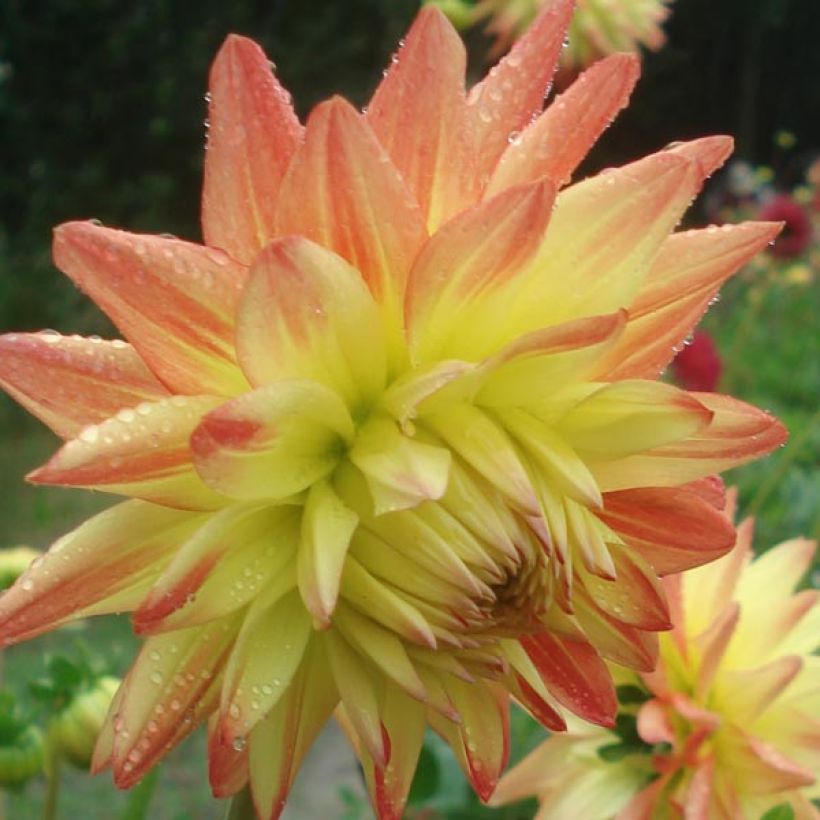 Dahlia Isadora - Semicactus dahlia (Bloei)