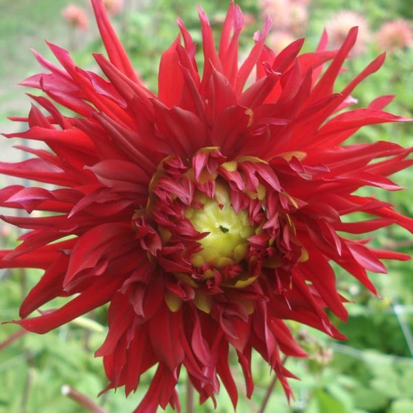 Dahlia Jaxon - cactusdahlia (Bloei)